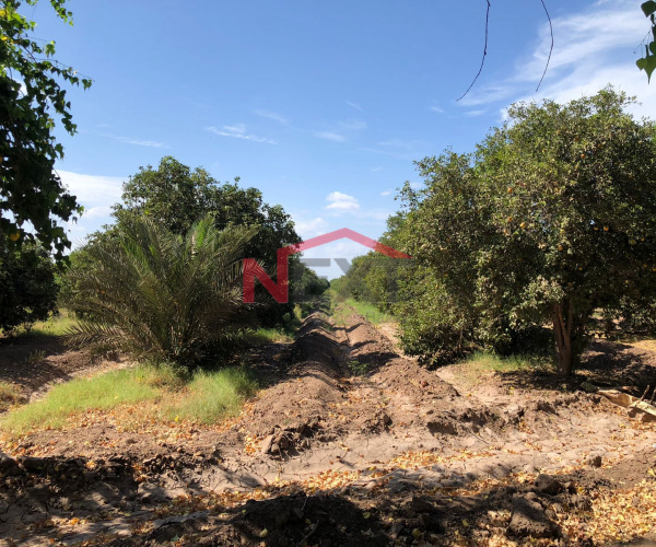 HUERTA EN VENTA EN BACUM, SONORA