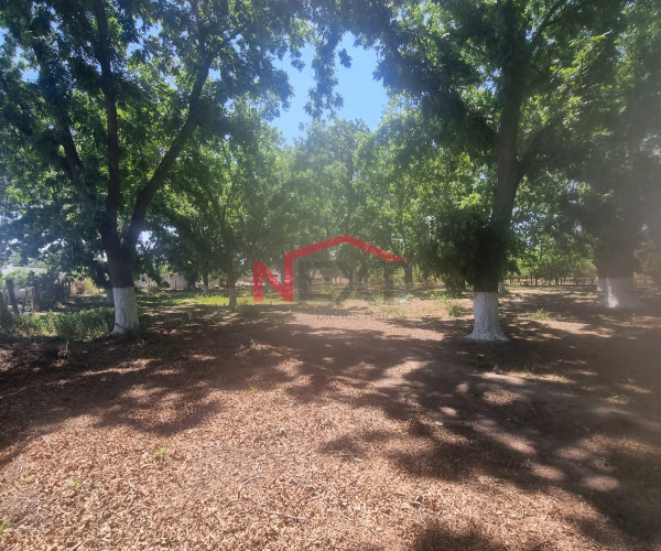 SE VENDE NOGALERA EN PARRAS DE LA FUENTE
