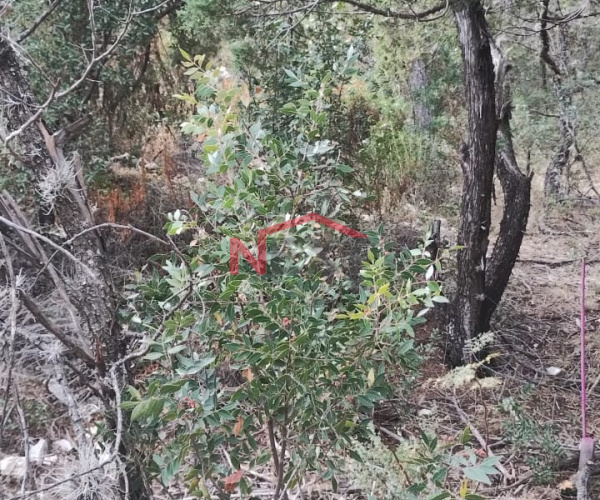 TERRENO CAMPESTRE EN VENTA CERCA DEL TUNAL