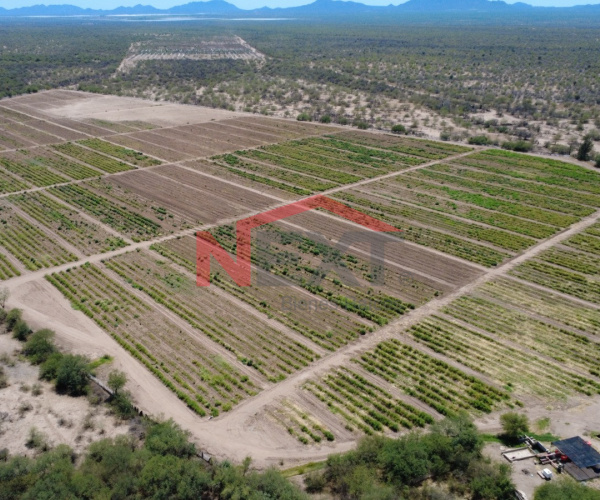 CAMPO AGRICOLA EN RENTA EN PESQUEIRA